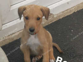 Deerhound Suluki collie bull greyhound lurcher