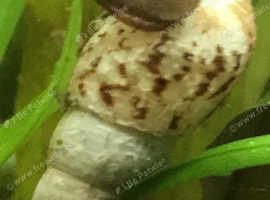 MALAYSIAN TRUMPET SNAILS UK BRED Tropical Freshwater Aquarium. Fast delivery within mainland UK.
