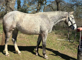 Beautiful mare 15.2