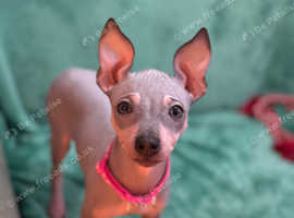 American Hairless Terrier puppies for sale