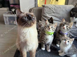 European shorthair