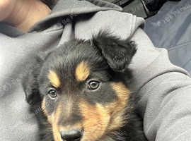 Welsh Collie Puppies