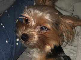1 year old female yorkie Russel for sale