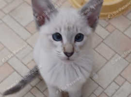 One Remaining Female Seal Tabby Point Kitten Looking for her Forever Home