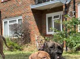 Canecorso last girl pup