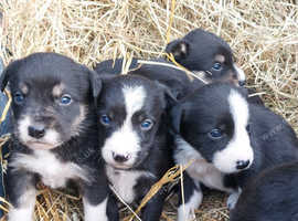 Border Collie Puppies for Sale