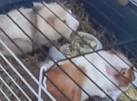 2 male gunia pigs 12 weeks old comes with cage food etc