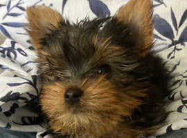 Yorkshire Terrier Puppy- Girl ready for forever home