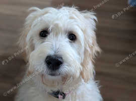 Goldendoodle f1**reduced**