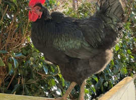 Rooster looking for new postcode