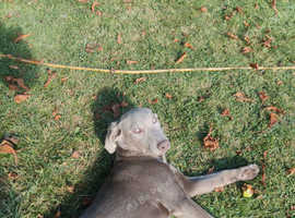 5 months old Labrador puppy rear grey colour