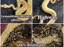 Collection of ball pythons