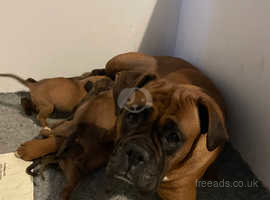 Five gorgeous kc registered boxer puppies