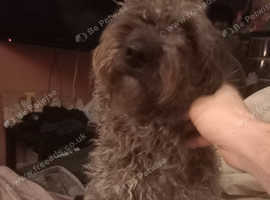 Teddy