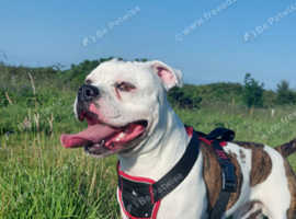 American bulldog best sale studs near me