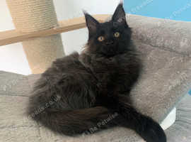 Smokey Maine Coon Female