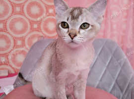 Our last pedigree girl is purring for a fur-ever- home! Fully litter trained, very used to being handled and cuddled and ready to join a new family. C