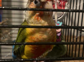 Hand raised silly tame conure for sale