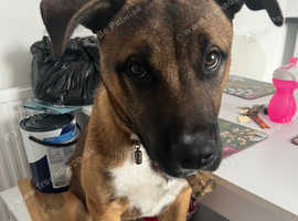 5 Month Old Bullmastiff X Akita Male in Peterborough PE1 on Freeads