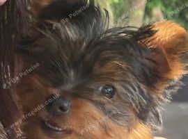 Beautiful yorkie girl