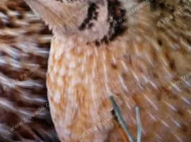 Hatching g eggs available quail duck