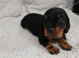Miniture dachshund puppies