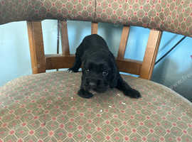 Cocker spaniel
