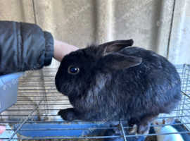 2 female rabbits free