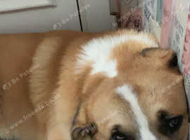 Saint Bernard Cross.