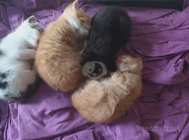 Ragdoll mixed breed kittens