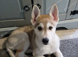 Czechwolf dog cross husky