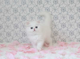 absolutely stunning pedigree persian kitties For Sale.