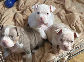 American Bully Puppies and Dogs for sale in Middlesbrough Freeads