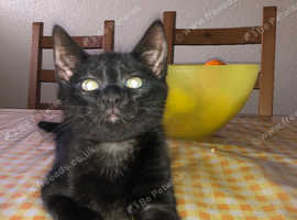 Black cat best sale kittens for sale