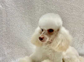 FOR SALE KC PROVEN CREAM TOY POODLE FULLY DNA TESTED
