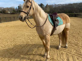 Palomino reg AQH gelding full up 15.2hh