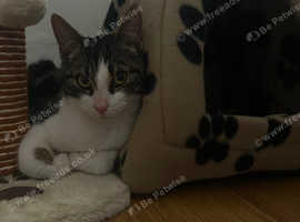 Cute Cat