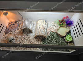 Horsefeild tortoise 6months old with set up