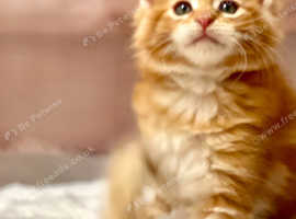 *TICA REG* RED GINGER MAINE COON KITTENS