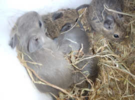 5 unsexed degus for sale 6 weeks old very tame