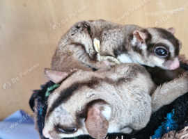 Bonded very tame Sugar glider pair