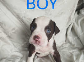 American Bulldog puppies