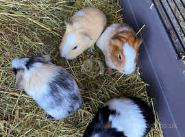 Baby Guinea Pigs For Sale