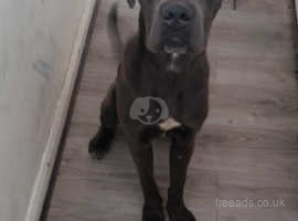 Cane Corso - PDSA