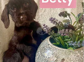 COULD YOU BE BETTYS NEW FAMILY ?