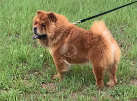 Red Chow Chow Girl