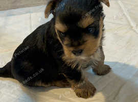 Two beautiful yorkie puppies