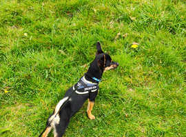 Deer head chihuahua for sale