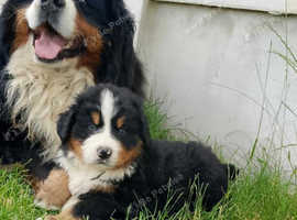 Bernese Mountain Dog