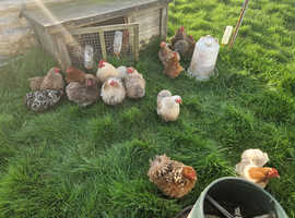 Chickens in Newton Abbot  Find Livestocks at Freeads in Newton